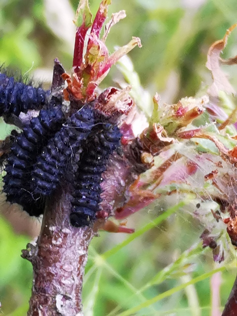Saturnia pavoniella/pavonia