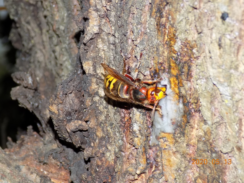 Vespa crabro - lódarázs