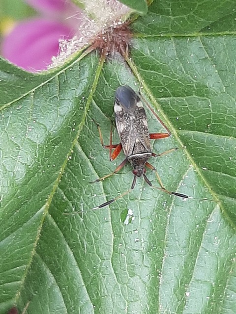 Closterotomus