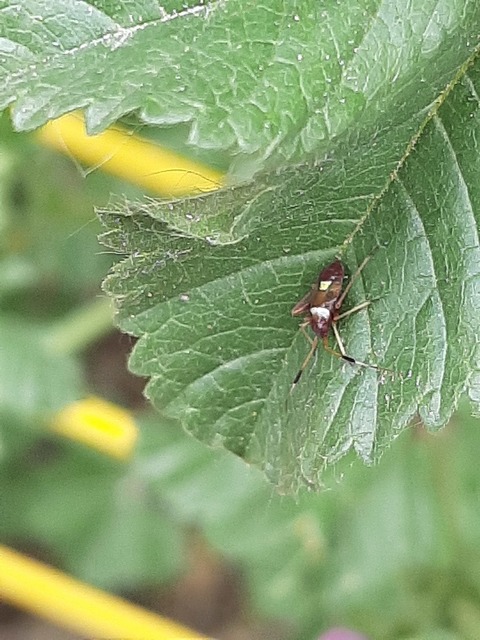 Closterotomus