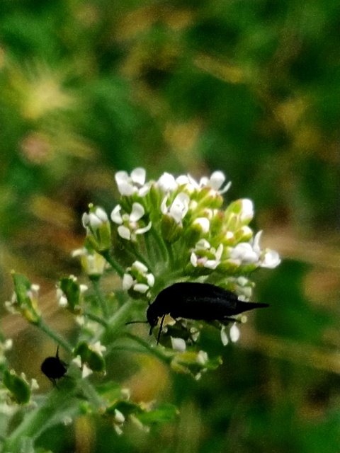 Mordellidae - marókafélék