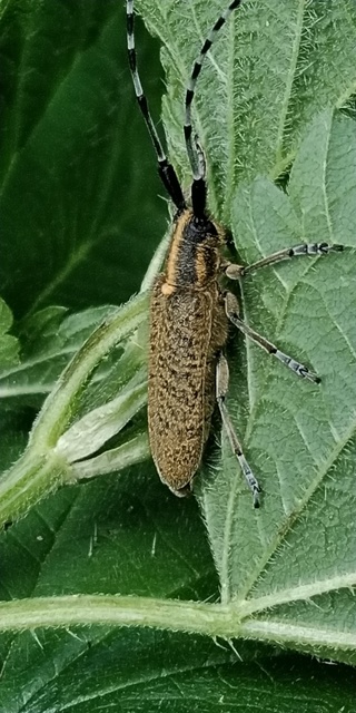 Agapanthia villosoviridescens - fehérgyűrűs bogáncscincér