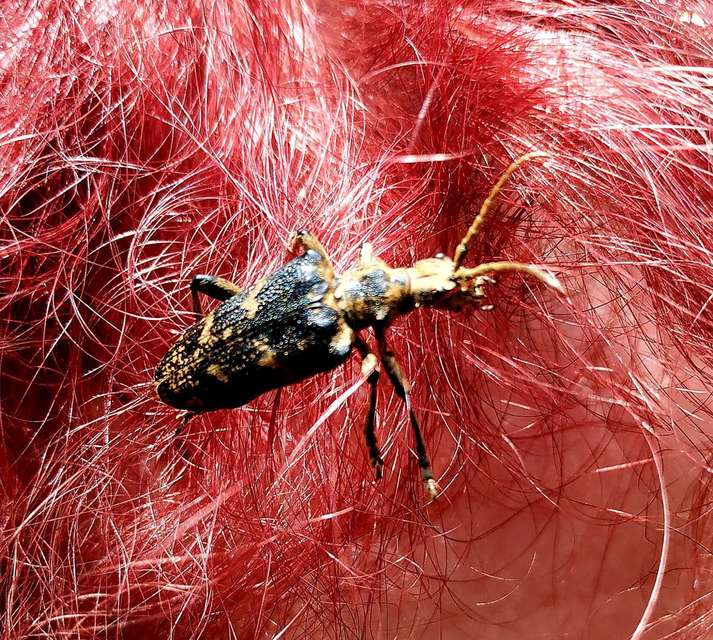 Rhagium sycophanta - tölgyes-tövisescincér