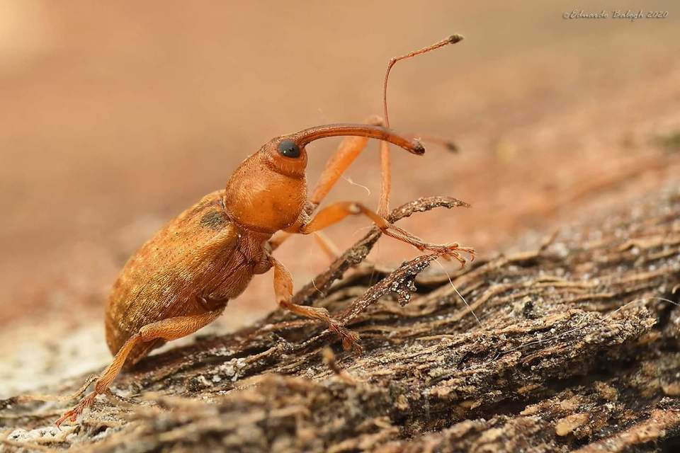 Dorytomus filirostris - egyenesorrú hangormányos