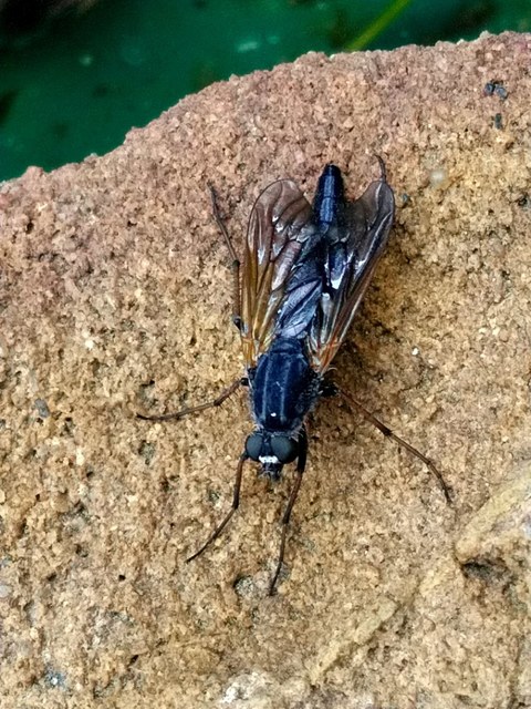 Pandivirilia eximia