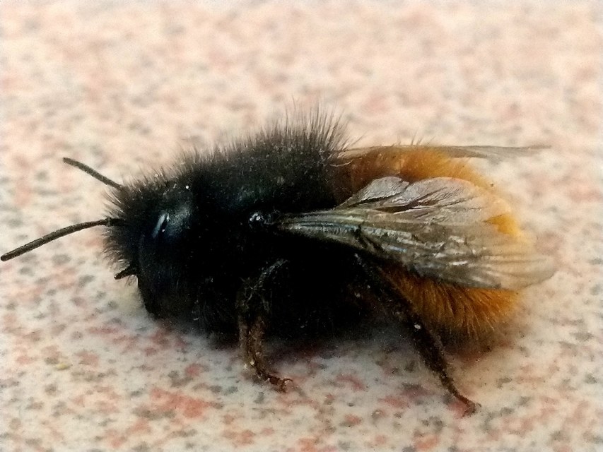 Osmia cornuta - szarvas faliméh