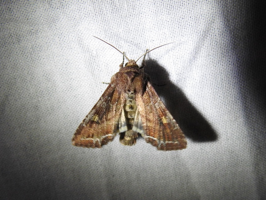 Lacanobia oleracea - saláta-kertibagoly
