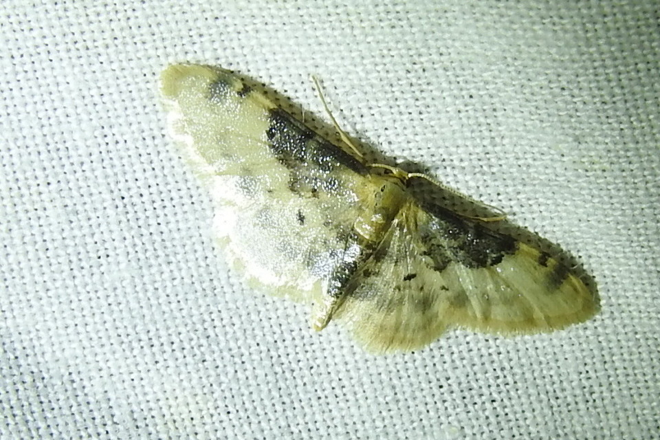Idaea filicata - sötéttövű apróaraszoló