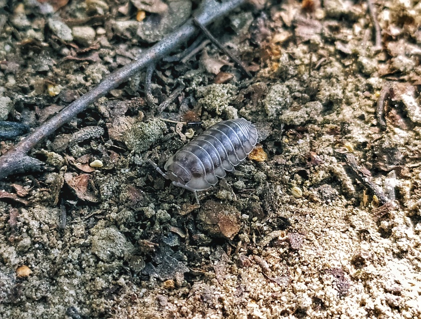 Armadillidium nasatum - üvegházi gömbászka