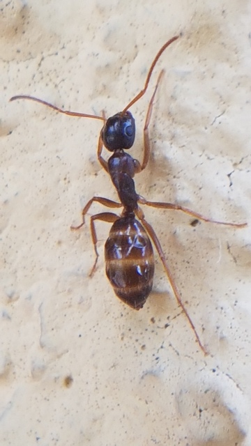 Camponotus fallax - ligeti lóhangya
