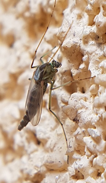 Chironomidae - árvaszúnyogok