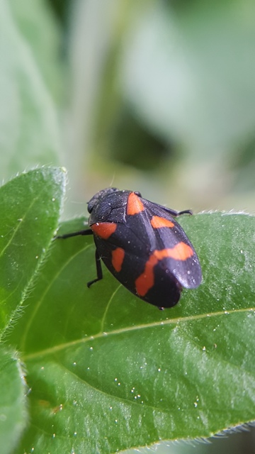 Cercopis