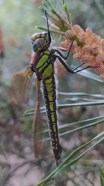 Brachytron pratense - szőrös karcsúacsa