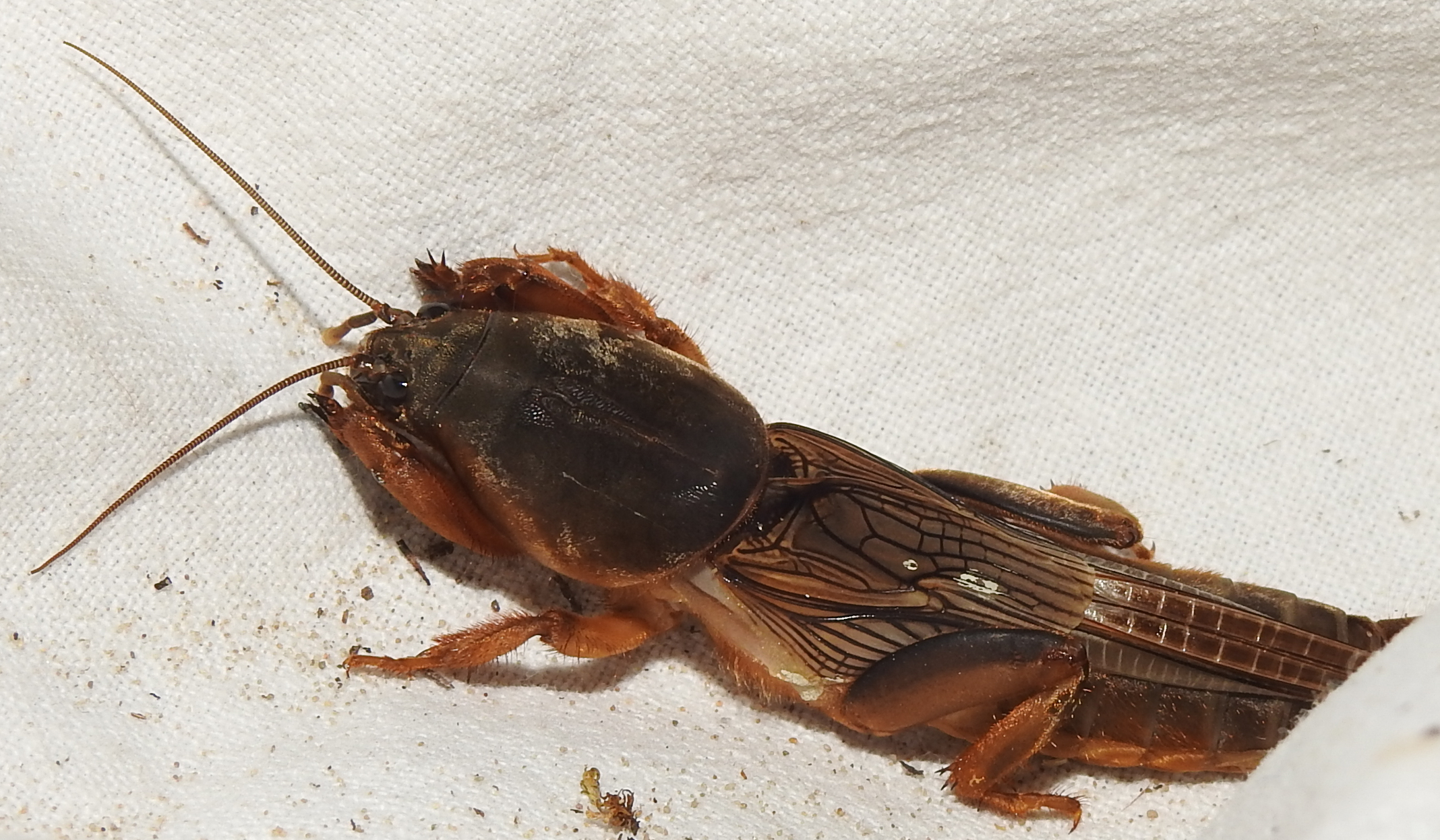 Gryllotalpa stepposa - sztyeppi lótücsök