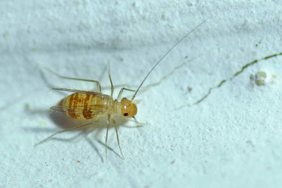 Psocoptera - Fürgetetvek