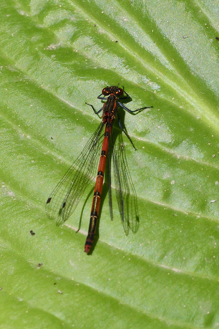 Pyrrhosoma nymphula interposita - vörös légivadász
