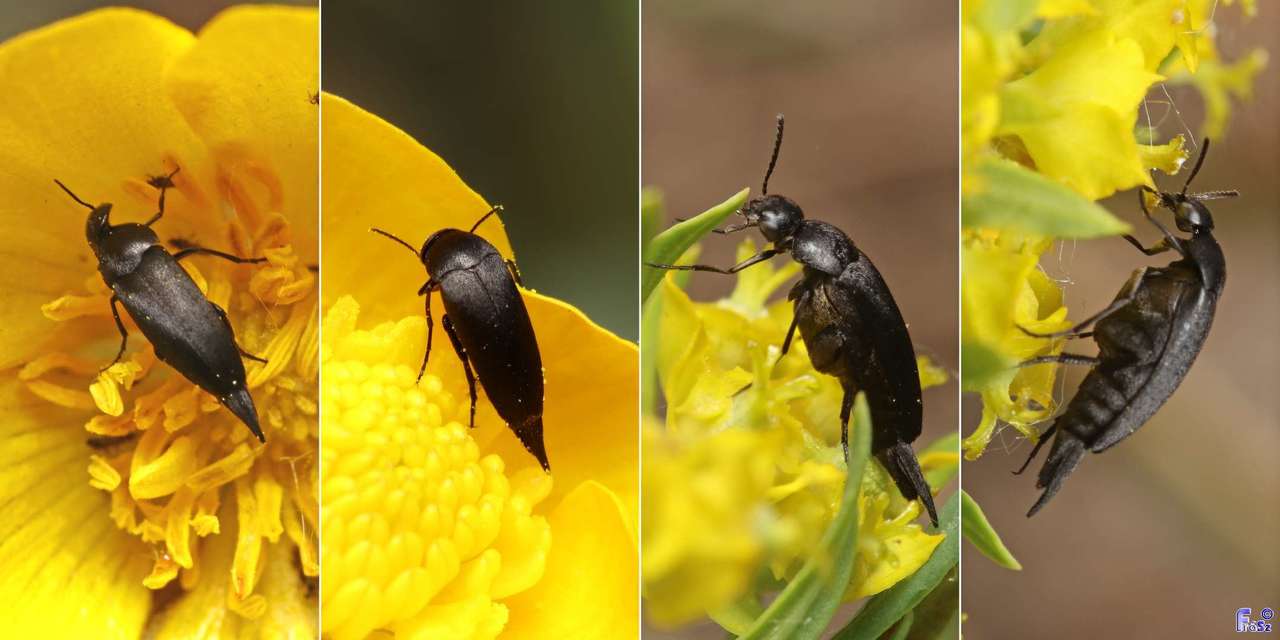 Mordellidae - marókafélék