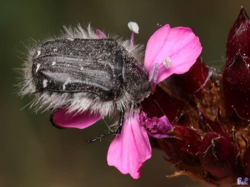 Tropinota hirta - bundás virágbogár