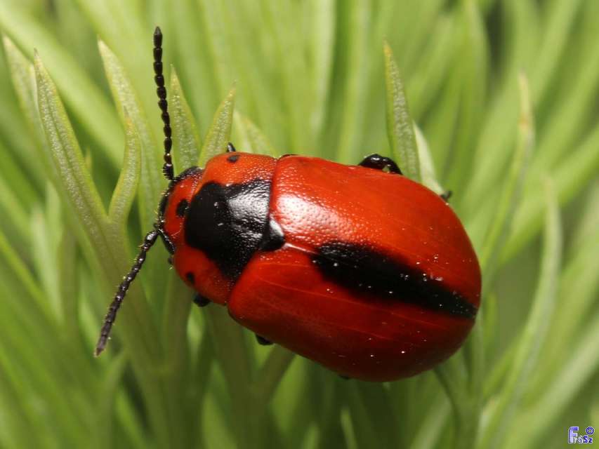 Entomoscelis dorsalis - hérics-honvédbogár