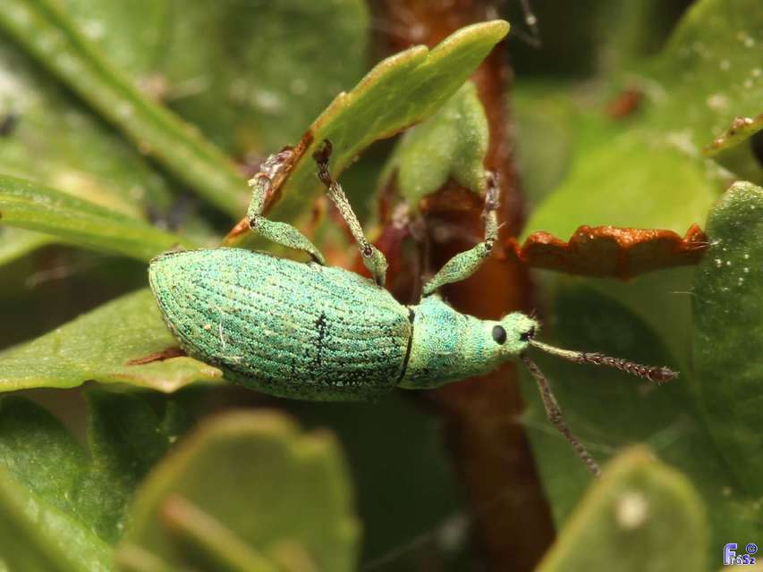 Phyllobius virideaeris - halványzöld levélormányos