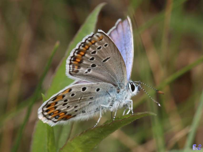 Plebejus argyrognomon - tintakék boglárka