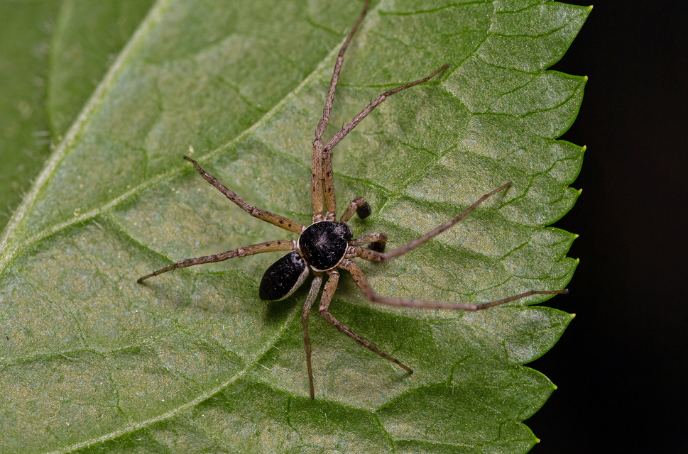 Philodromus dispar - lomb karolópók