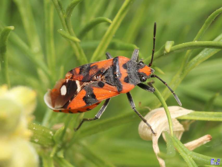 Lygaeus equestris/simulans