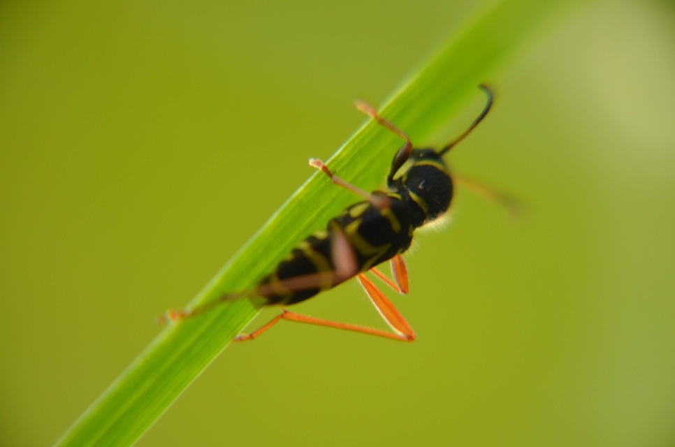 Clytus arietis - közönséges darázscincér