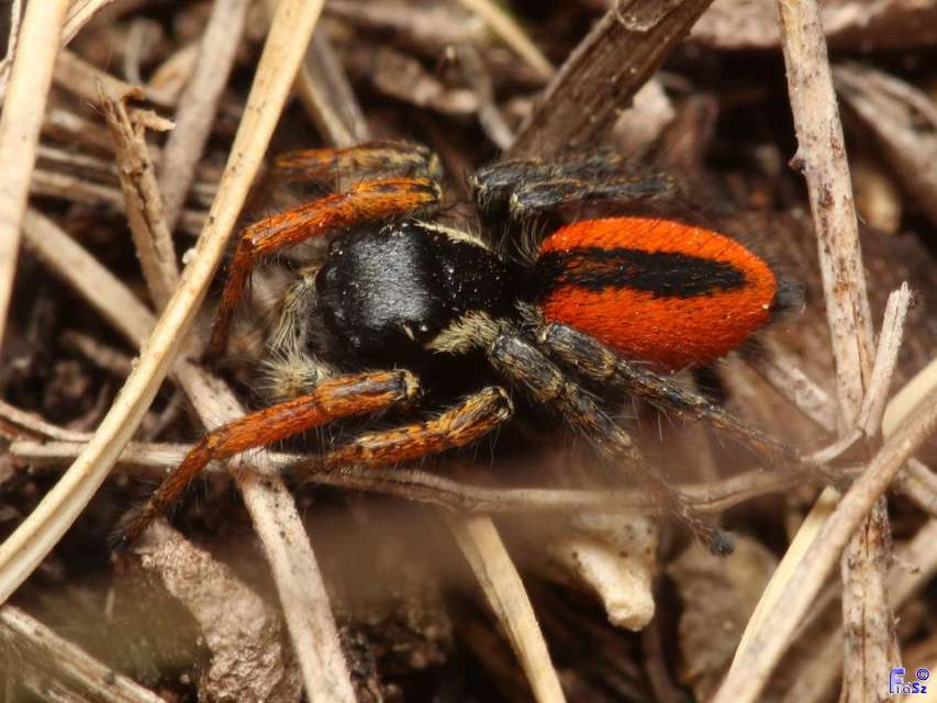 Philaeus chrysops - piros ugrópók