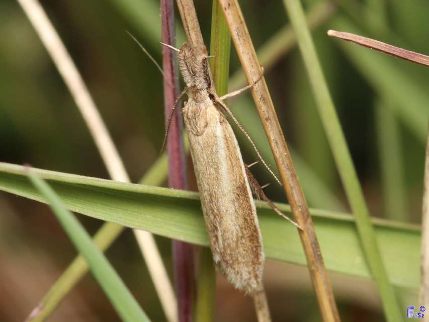 Pleurota