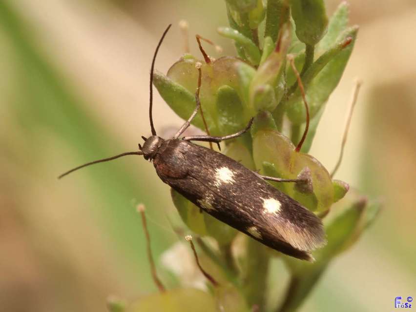 Parascythris muelleri - kétpettyes zöldmoly