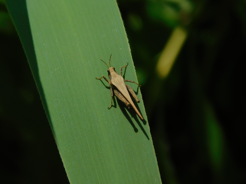Tetrix subulata - közönséges tövishátúsáska