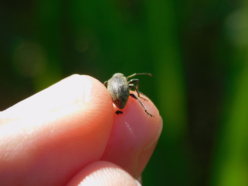 Phyllobius pomaceus - csalán-levélormányos