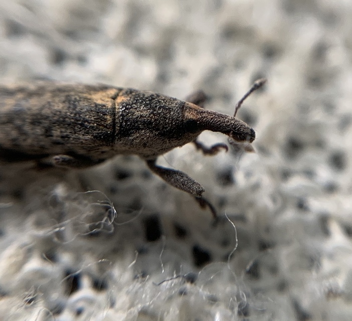 Lixus subtilis - disznóparéj-dudvabarkó