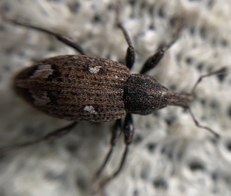 Graptus triguttatus - kárpáti nadálytőormányos