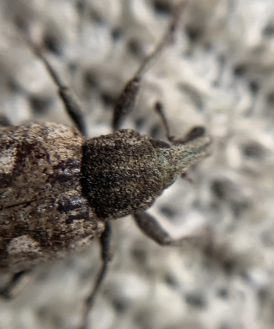Graptus triguttatus - kárpáti nadálytőormányos