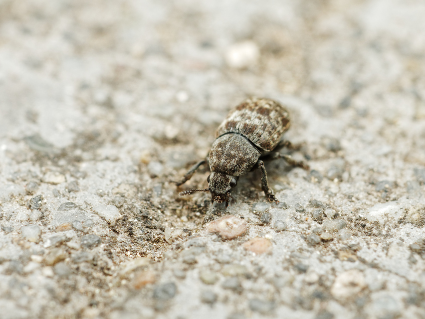 Anthribus nebulosus - ködfoltos pajzstetvész-orrosbogár