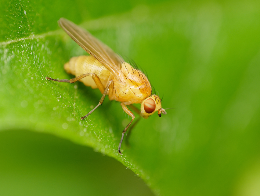 Lauxaniidae - pudvalegyek