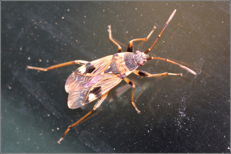 Beosus maritimus - homoki bodobács