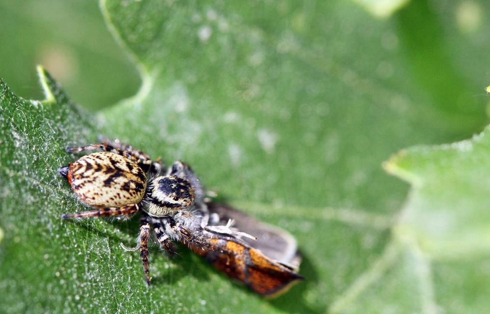 Carrhotus xanthogramma - rozsdás ugrópók