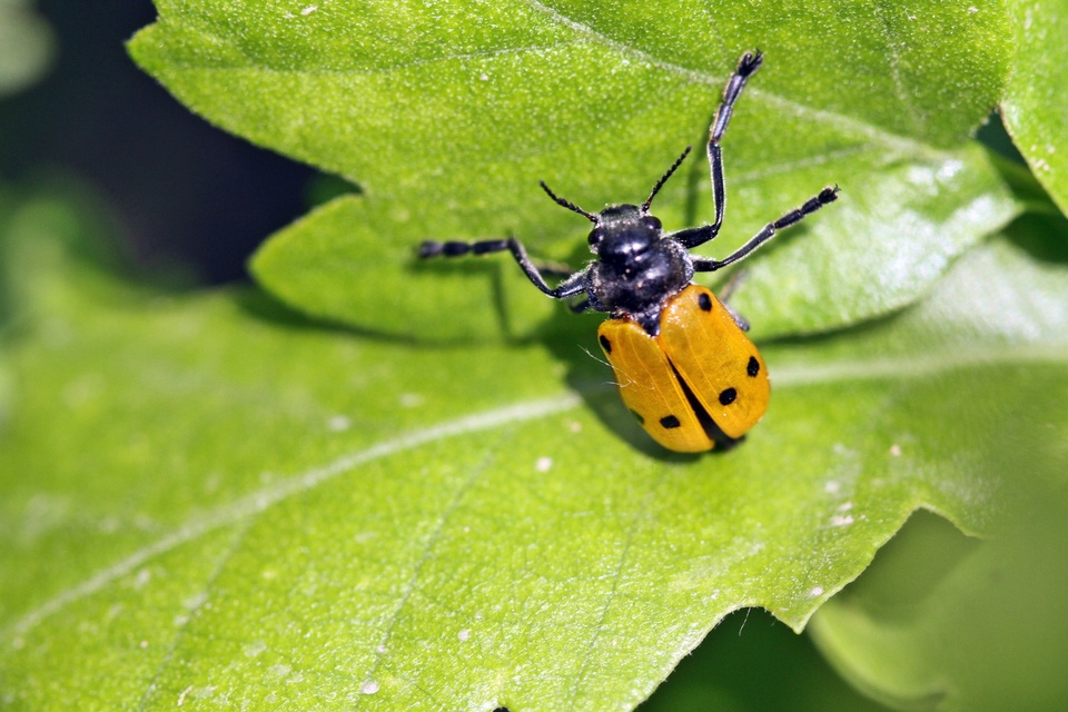 Lachnaia sexpunctata - szőrösnyakú zsákhordóbogár