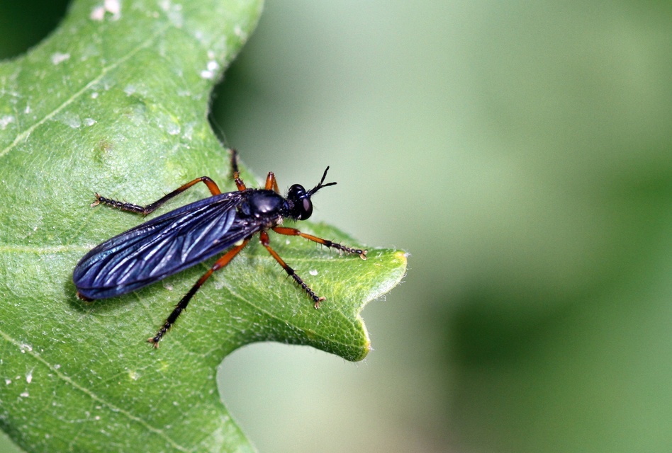 Dioctria oelandica - piroslábú héjalégy