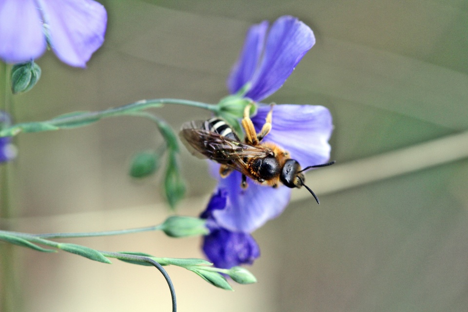 Hymenoptera - Hártyásszárnyúak