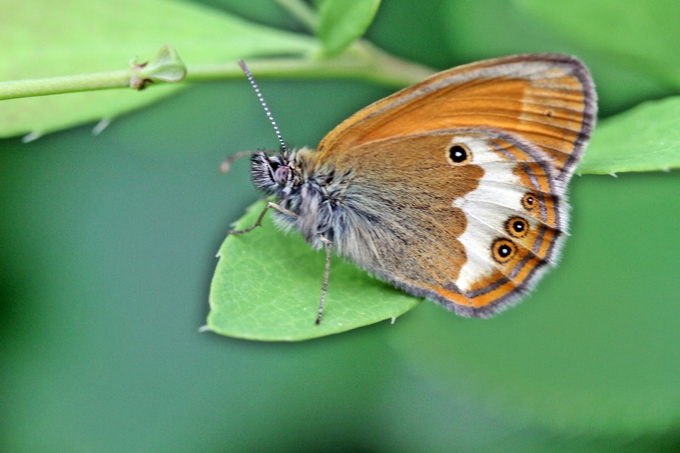 Coenonympha arcania - fehéröves szénalepke