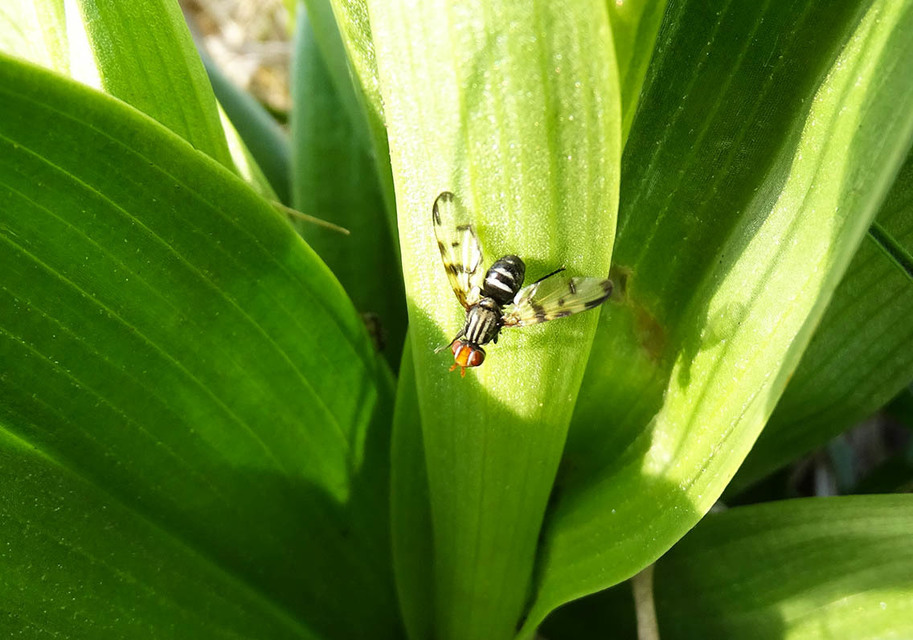 Ulidiidae - foltosszárnyú legyek