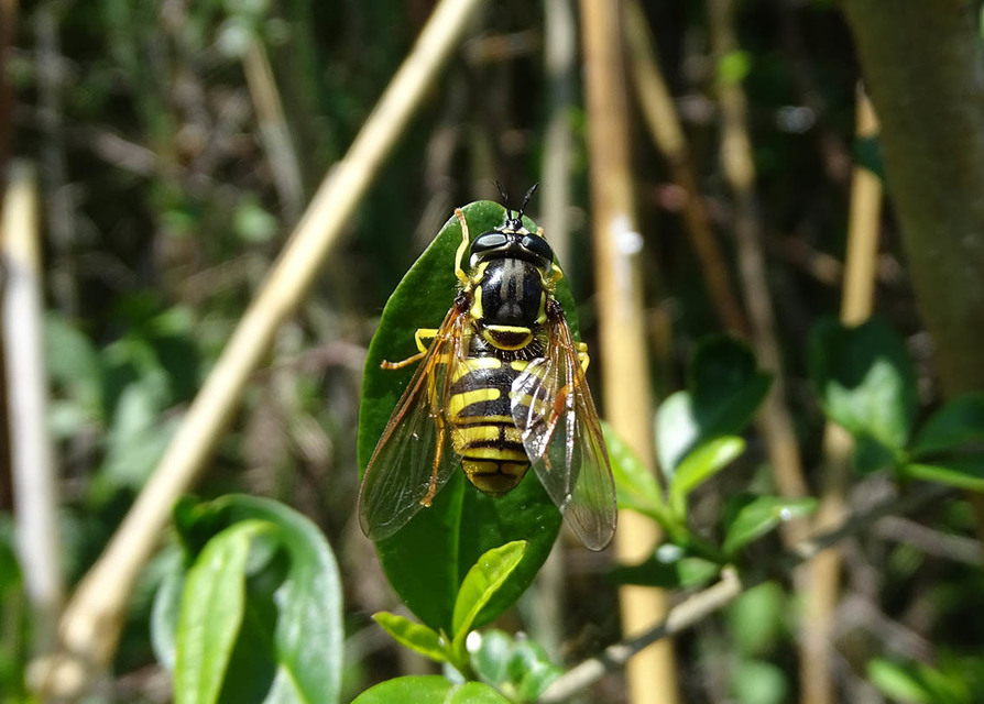 Chrysotoxum