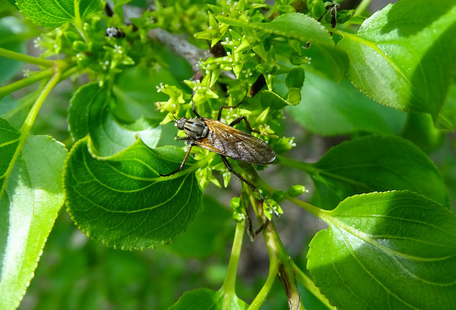 Empididae - táncoslegyek