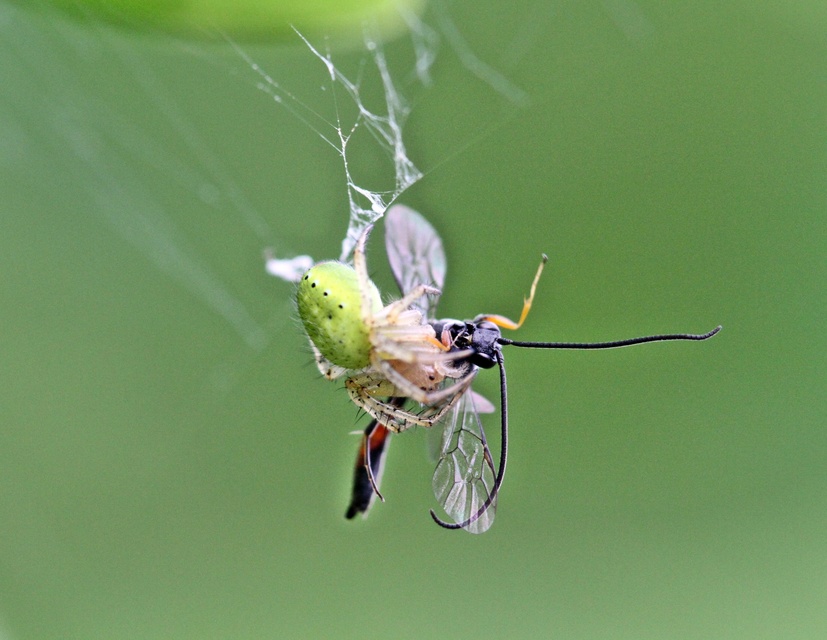Araniella