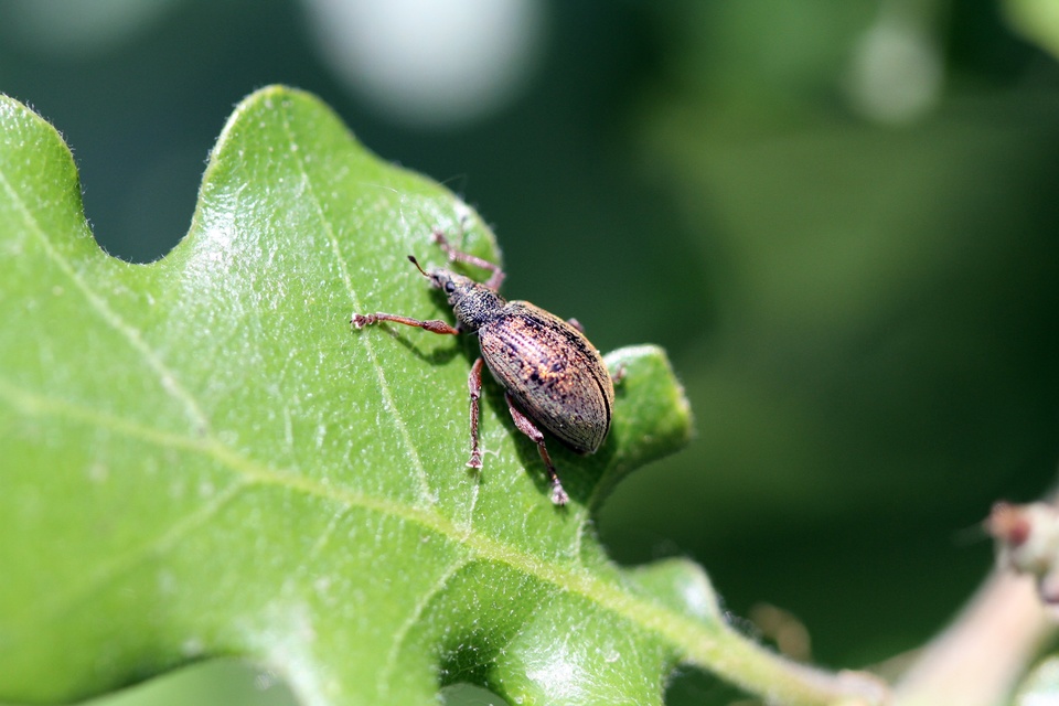 Polydrusus mollis - termetes lombormányos