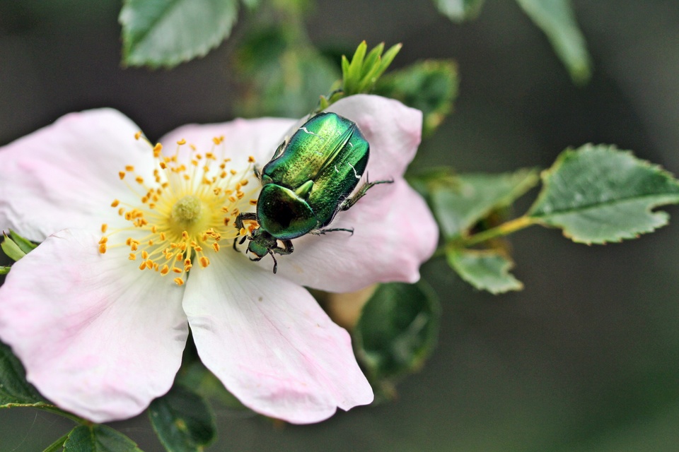 Cetonia aurata - aranyos virágbogár